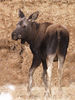 Moose : "We must protect the forests for our children, grandchildren and children yet to be born. We must protect the forests for those who can't speak for themselves such as the birds, animals, fish and trees." Qwatsinas

"It is man's sympathy with all creatures that first makes him truly a man. Until he extends his circle of compassion to all living things, man will not himself find peace." Dr. Albert Schweitzer, French philosopher/physician (1875-1965)

ALL IMAGES IN THIS GALLERY ARE COPYRIGHTED, ©Becca Wood - B. Wood Photography.

These photographs shall not to be downloaded or reproduced by any means without the formal written permission of B. Wood Photography.

ALL RIGHTS RESERVED.