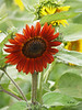SF 8478

African Queen