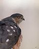AS 07NV2830
Sharp-shinned Hawk (Accipiter striatus).

Males are 24 to 30 cm (9.5 to 12 in) long, have a wingspan of 52 to 58 cm (20 to 23 in) and weigh from 87 to 114 g (3.1 to 4 oz). Females average distinctly larger at a length of 29 to 37 cm (11.5 to 14.5 in), a wingspan of 58 to 68 cm (23 to 27 in) and a weight of 150 to 218 g (5.3 to 7.7 oz).