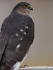 AS 07NV2875
Sharp-shinned Hawk (Accipiter striatus).

The adult has a dark, blue-gray back and a rusty-barred breast; immature hawks have more brown, with streaking on the underparts.