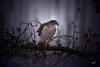 AS 07DC4041
Sharp-shinned Hawk (Accipiter striatus).