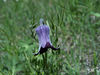 Sugarbowl (Clematis hirsutissima)