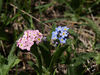Wild Flowers : ALL IMAGES IN THIS GALLERY ARE COPYRIGHTED, ©B. Wood.