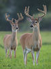 OV 06JL329

4x4 (8 point) buck with another 4x4 in the background.